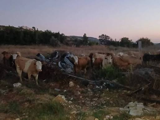 اسرائيل نشرت الأبقار في سوريا... والهدف أمني
