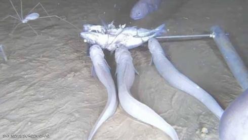 "السمكة الشبح" تذوب متى خرجت من الماء!