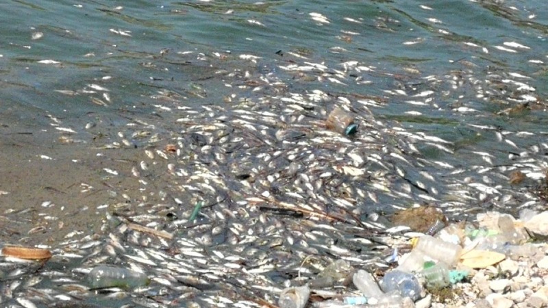 نفوق الاف الاطنان من السمك في بحيرة القرعون