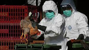 رصد أول إصابة بشرية بإنفلونزا الطيور من سلالة H3N8 في الصين