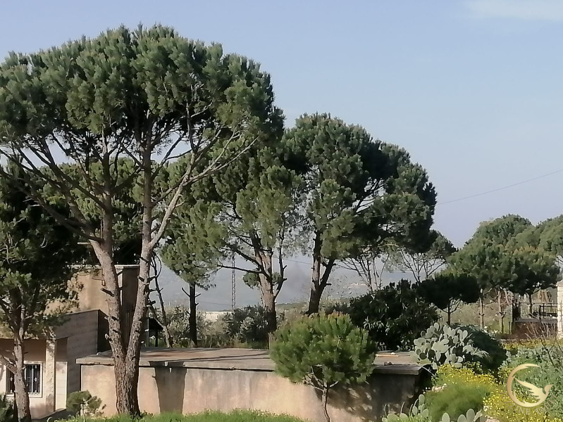 أفاد مراسل جزين تحكي جوني كيوان عن غارة على وادي شبيل