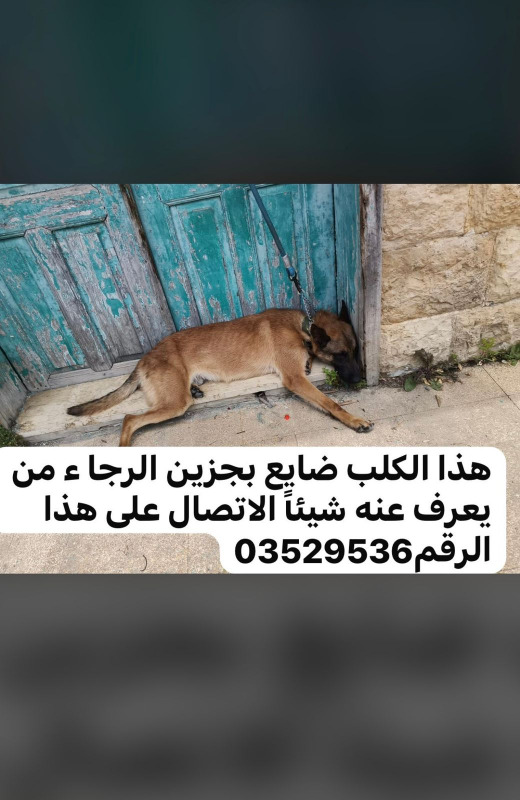 كلب ضائع فُقد ظهرا في جزين