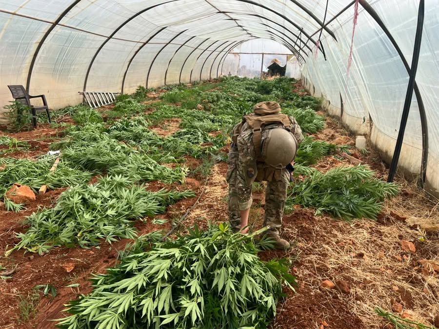 الجيش يضبط كمية من المخدرات ويتلف 14 خيمة مزروعة بالماريجوانا ويوقف 136 سوريًّا